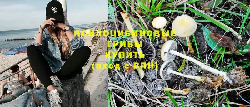 даркнет сайт  Дюртюли  hydra   Галлюциногенные грибы Psilocybine cubensis 